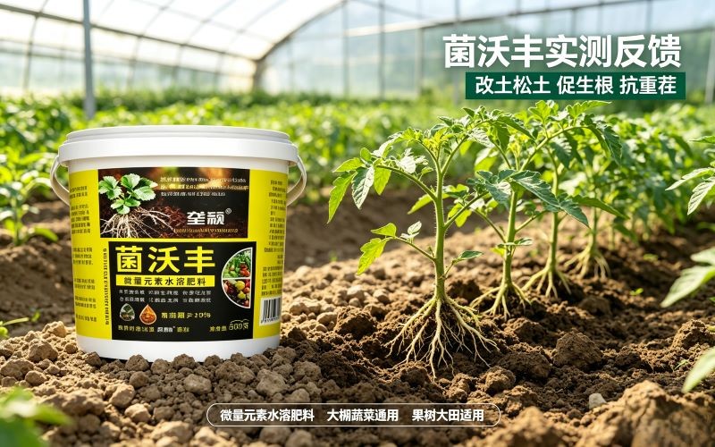 土壤板结、苗子弱？实测菌沃丰，大棚菜地真实反馈