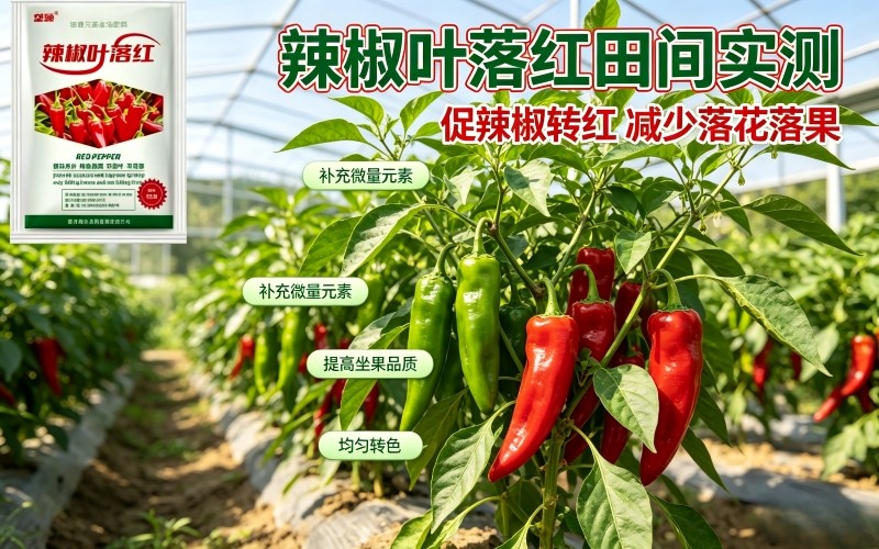 辣椒不转红?我在菜园实测了这款肥