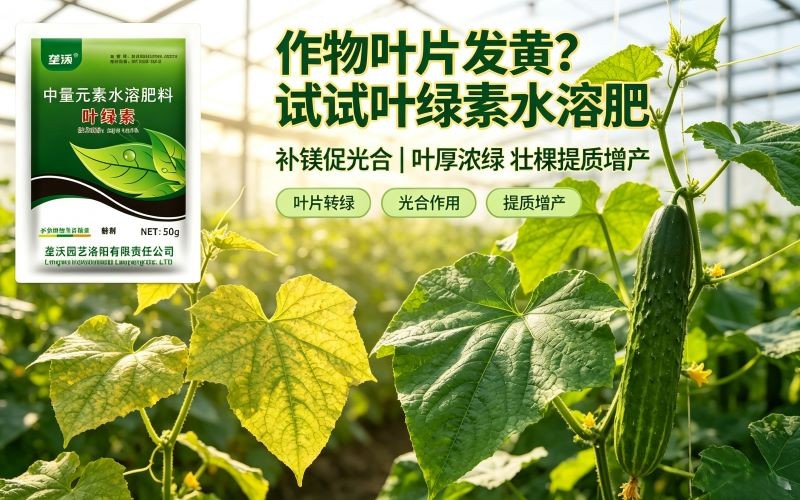 作物叶片发黄?试试叶绿素水溶肥