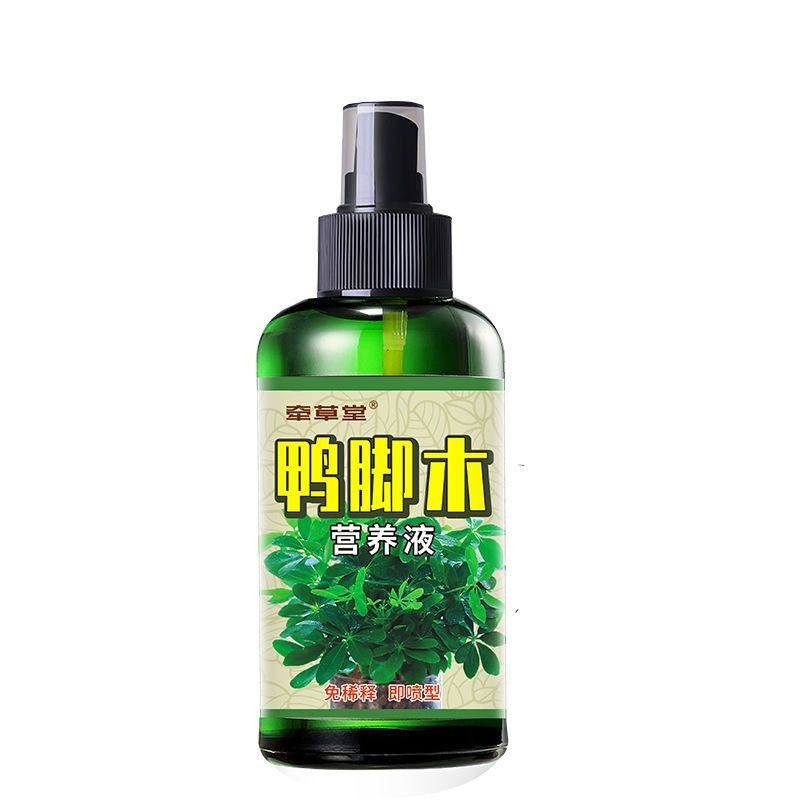 鸭脚木营养液
