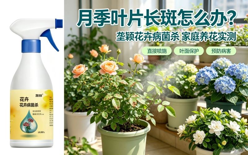家里月季、绣球叶片长斑怎么办?实测垄颖花卉病菌杀
