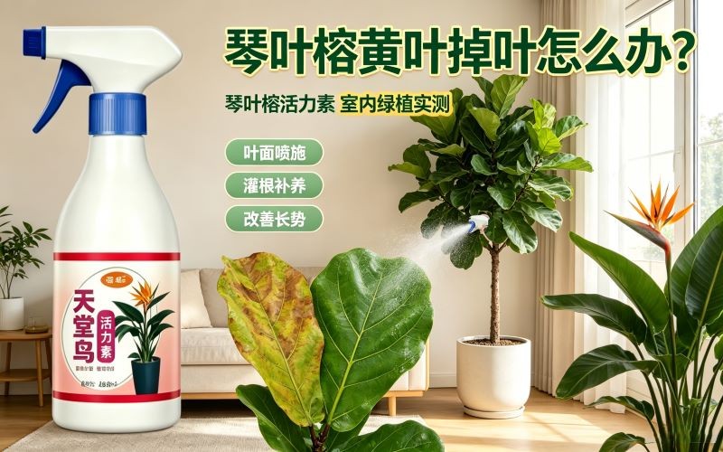 家里琴叶榕、天堂鸟黄叶掉叶、长势差怎么办?