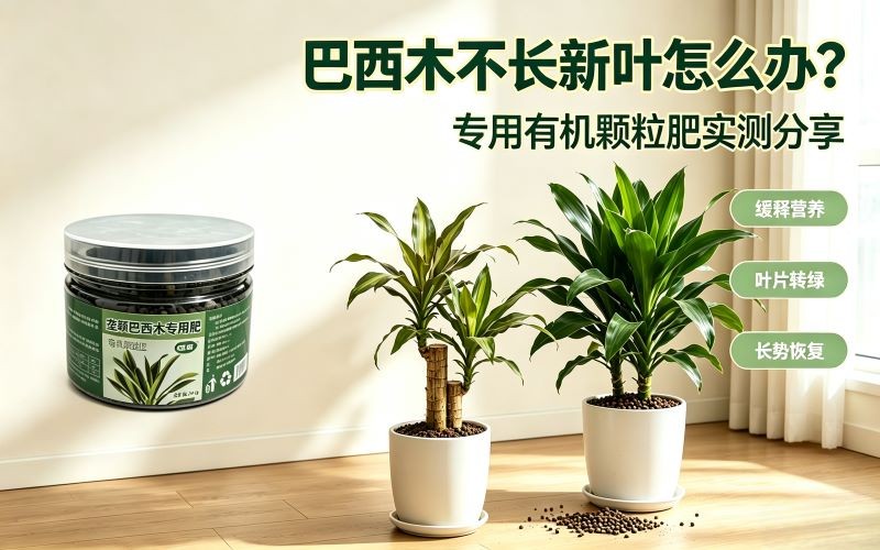 室内巴西木叶片暗淡长势差，试试这款缓释有机专用肥