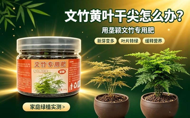 家里文竹总黄叶怎么办？有机颗粒肥养护经验分享