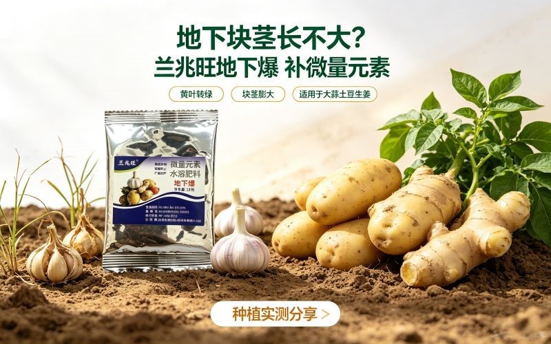 大蒜土豆长不大怎么办？兰兆旺地下爆微量元素肥料真实效果