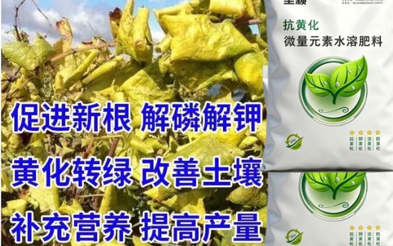 告别作物“黄脸”危机,垄颖抗黄化微量元素水溶肥为您唤醒丰收绿意!