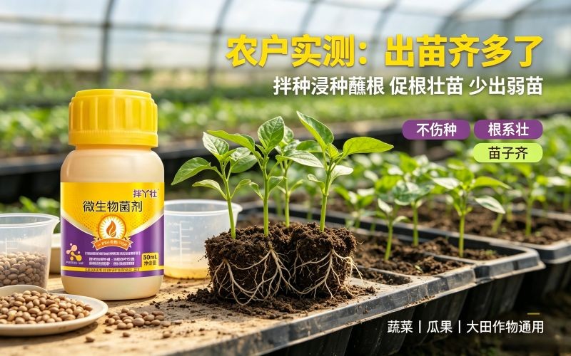亲测这款拌种菌剂,出苗齐,弱苗少,育苗省心不少