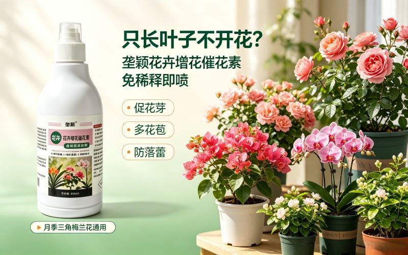 只长叶子不开花?喷一喷,花苞冒不停