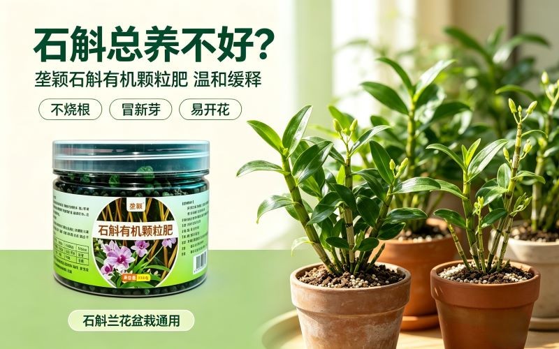 石斛总养不好?选对肥料,新芽花箭冒不停