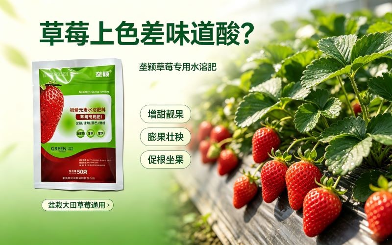 草莓上色差味道酸？用它，果子又大又甜