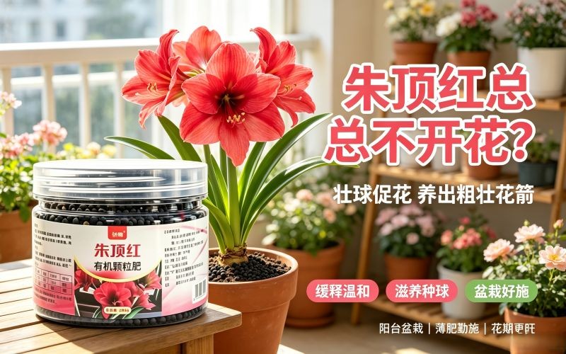 朱顶红总不开花?选对肥料,养出粗壮花箭年年爆花