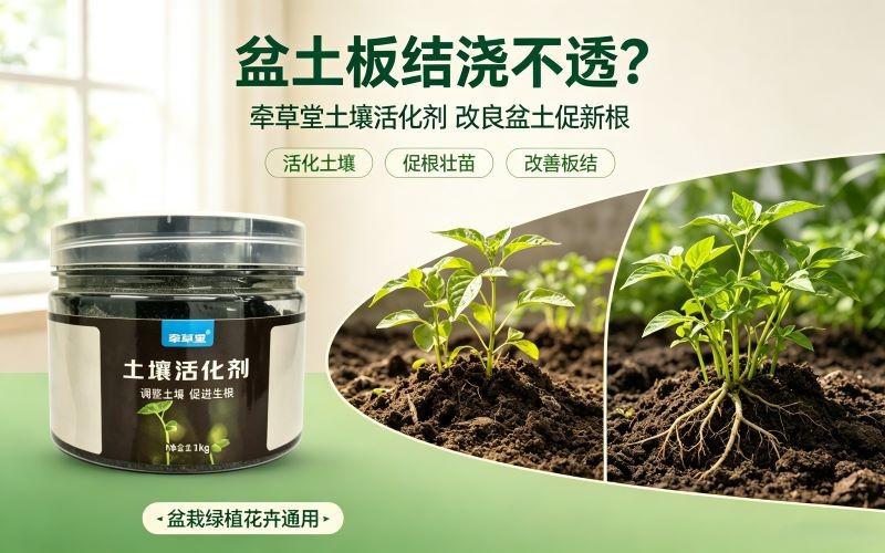 盆土板结浇不透?用它活化土壤,猛冒新根