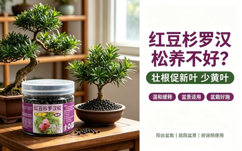 红豆杉、罗汉松养不好?选对肥料少走弯路