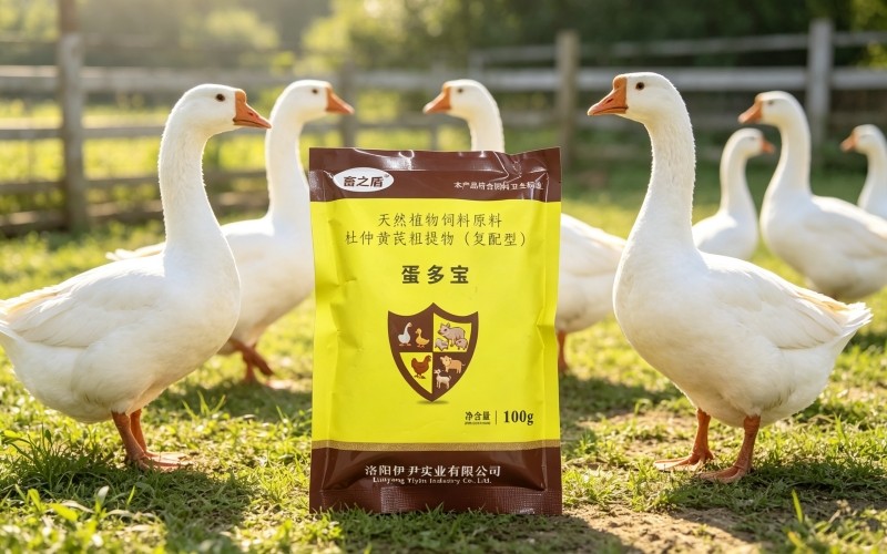 拒绝激素!蛋多宝天然植物配方如何安全提升产蛋率?