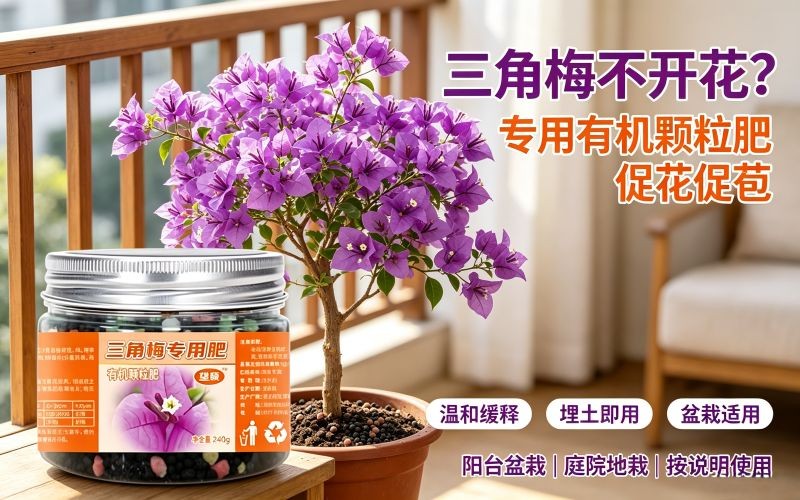 三角梅不开花？试试这款专用有机颗粒肥