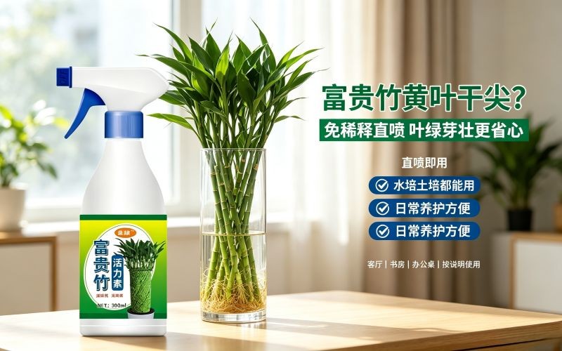 富贵竹黄叶烂根不用愁,这款活力素直接喷超省心