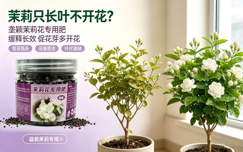 盆栽茉莉不开花怎么办,缓释颗粒肥温和养株促花芽