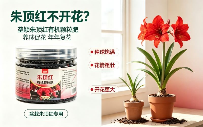 朱顶红只长叶子不开花?这款专用肥帮你促花芽