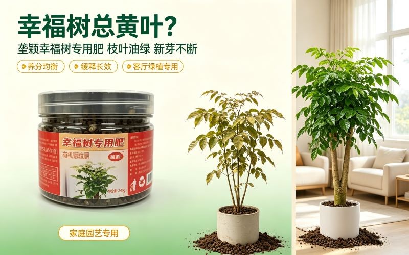 客厅幸福树总黄叶？试试这款专用颗粒肥，叶片油绿冒新芽！