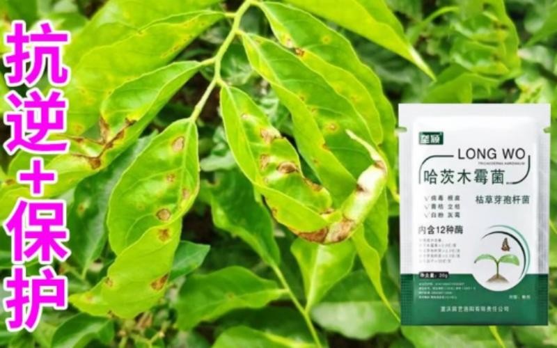 以菌治菌,从根护苗!垄颖哈茨木霉菌,作物病害的“天然克星”