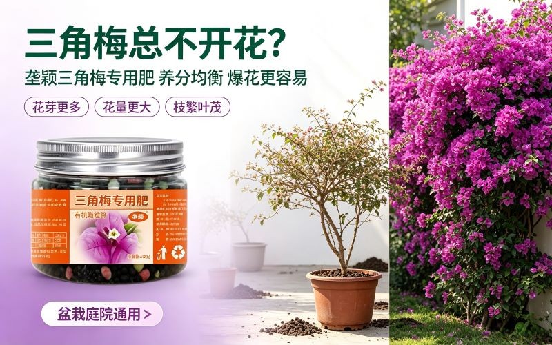 三角梅总不开花?试试这款专用肥,花开一茬接一茬!