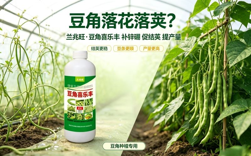 豆角只长秧不结荚?锌硼补对了,豆条顺、产量高!