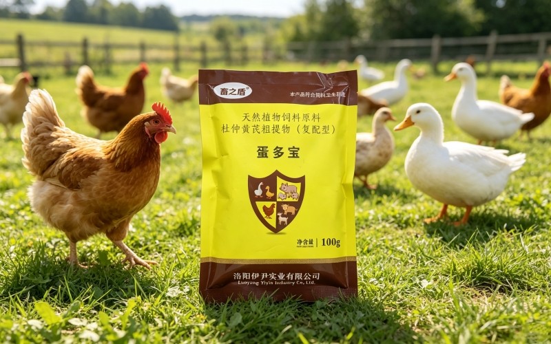 蛋多宝在季节性产蛋波动中的应对策略