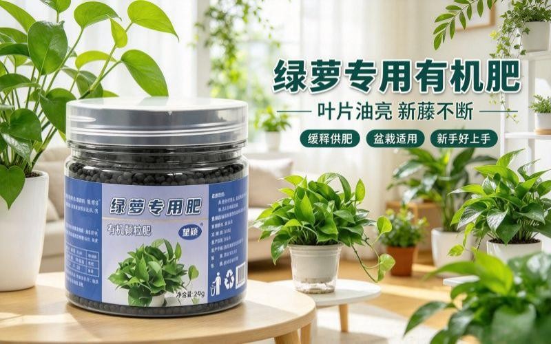 家庭养绿萝施肥小技巧,专用颗粒肥养护实测