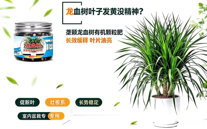 龙血树叶子发黄没精神?试试这款专用颗粒肥