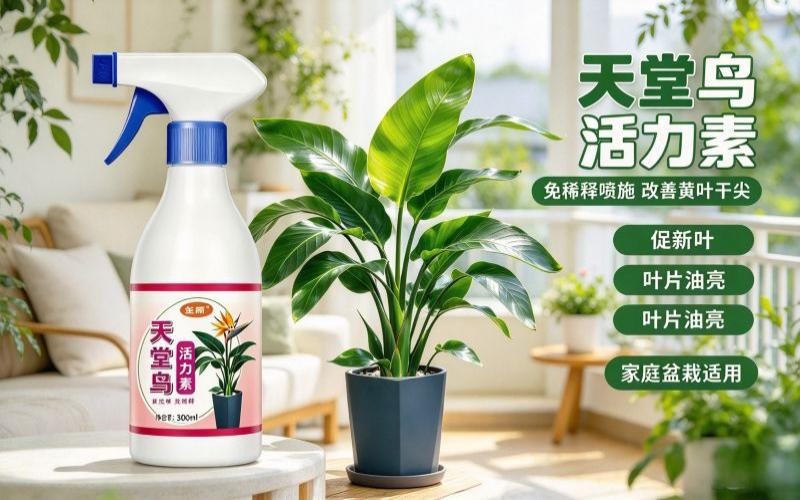 天堂鸟叶片发黄僵苗,试试免稀释活力素