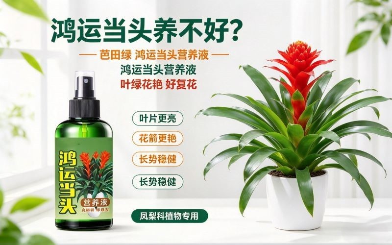鸿运当头总养不好？这瓶“懒人营养液”让我家花开爆盆，好运连连！
