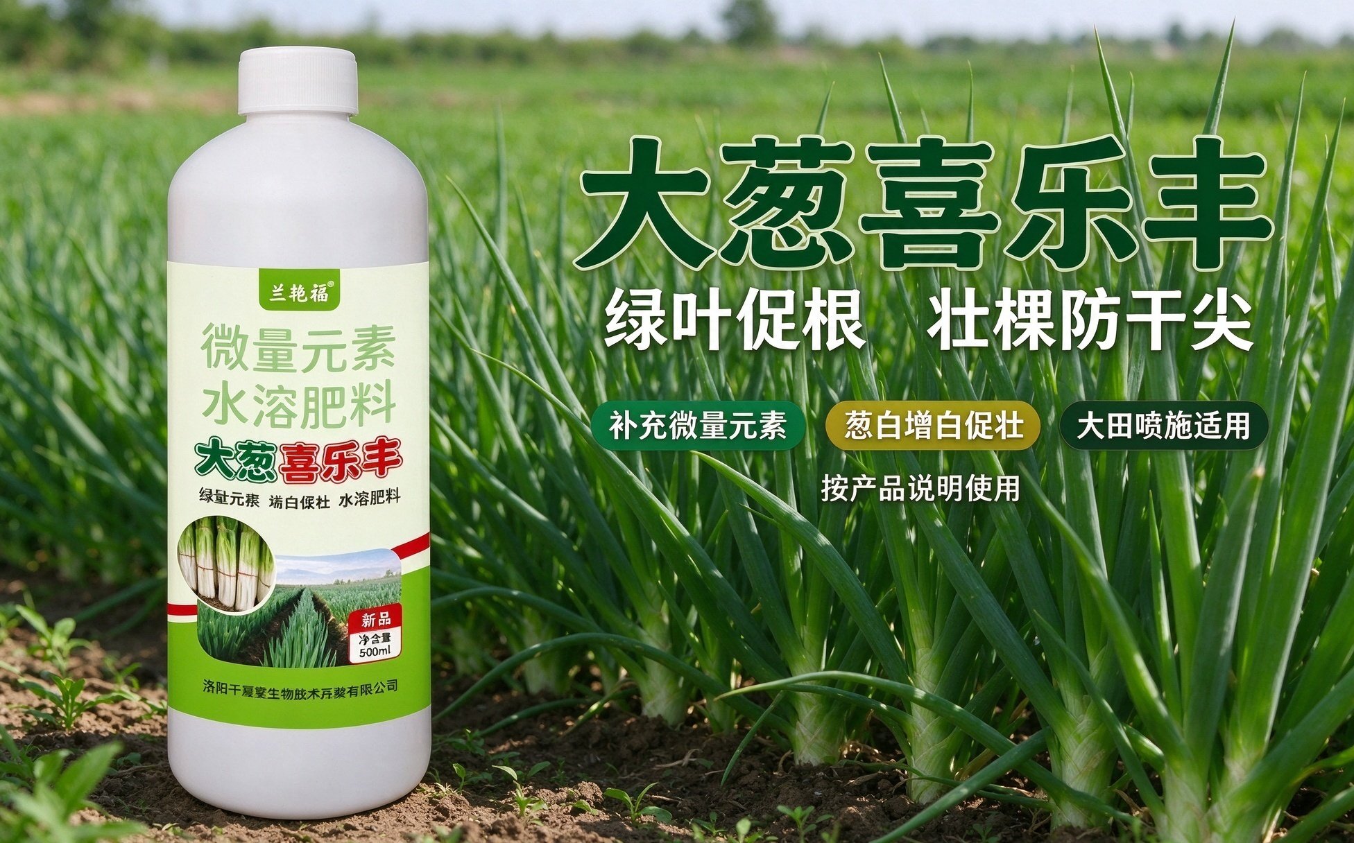 大葱种植用好喜乐丰,促根壮棵,减少干尖问题