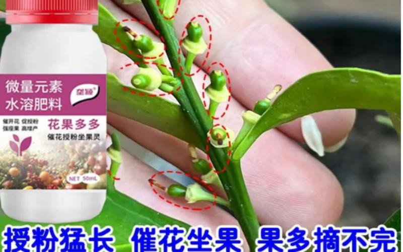 金桔坐果肥,催花授粉,硕果挂满枝