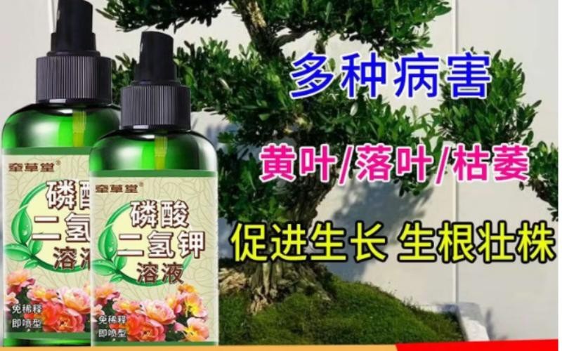 小叶赤楠专用磷酸二氢钾溶液,盆景养护好帮手
