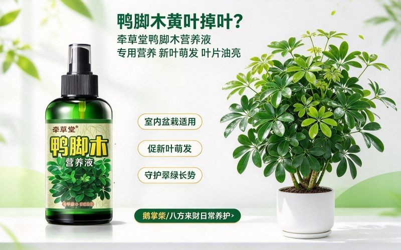 鸭脚木黄叶掉叶?这款专用营养液,养出油亮茂密八方来财