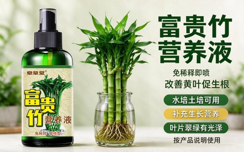 富贵竹营养液免稀释即喷,解决黄叶烂根,水培土培都能用