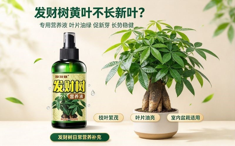 发财树黄叶不长新叶?一瓶专用营养液,叶片油绿爆新芽