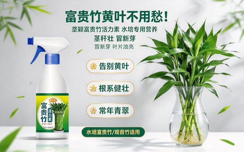 富贵竹黄叶不用愁！这款活力素养出翠绿好状态